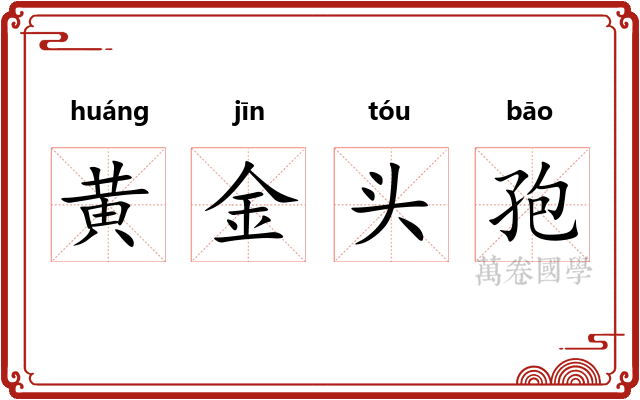 黄金头孢