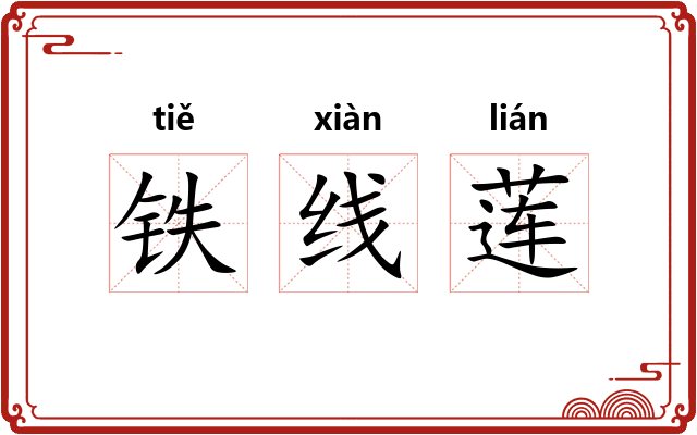 铁线莲