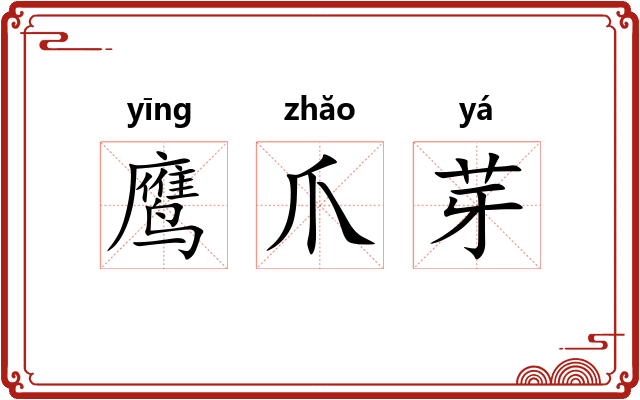 鹰爪芽