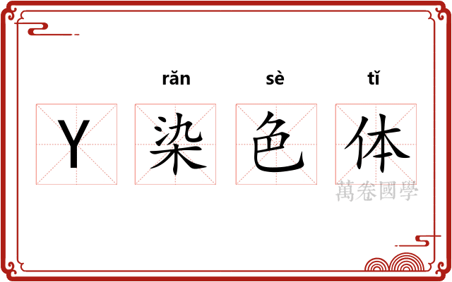Y染色体