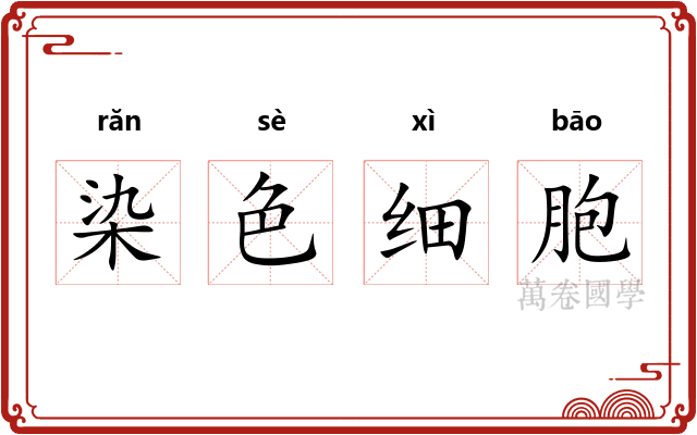 染色细胞