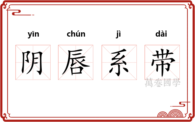阴唇系带 阴唇系带