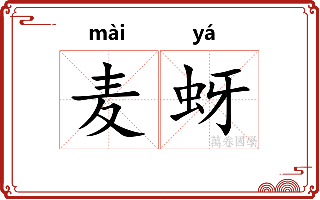 麦蚜