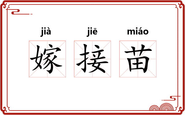 嫁接苗