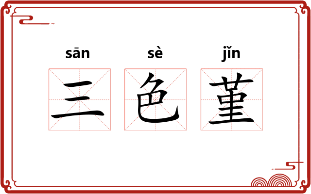 三色堇