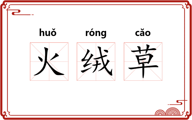 火绒草