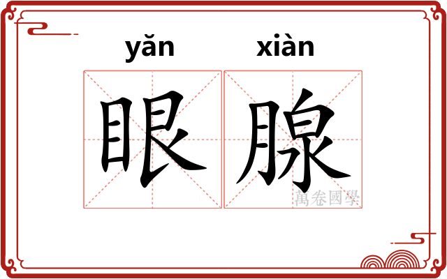 眼腺