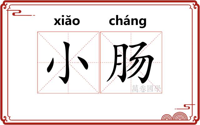 小肠