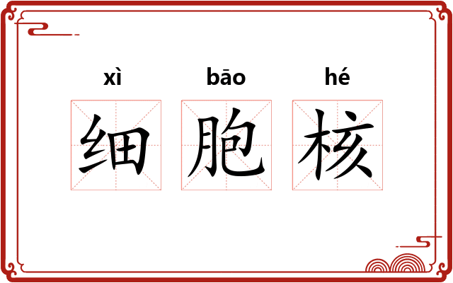 细胞核