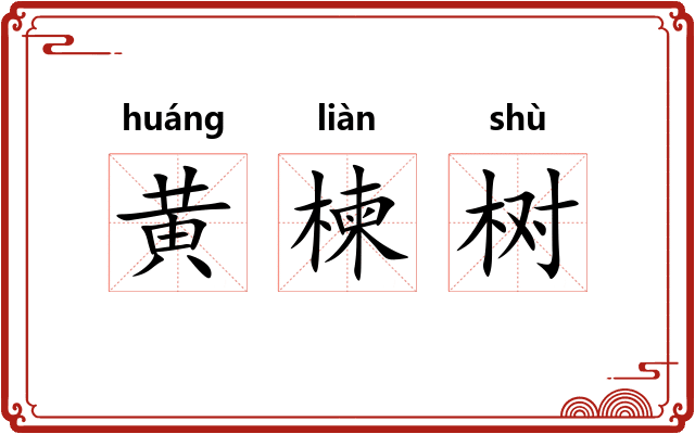 黄楝树 黄楝树