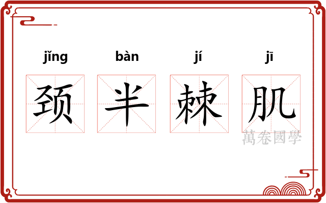 颈半棘肌