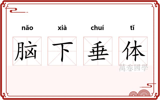 脑下垂体