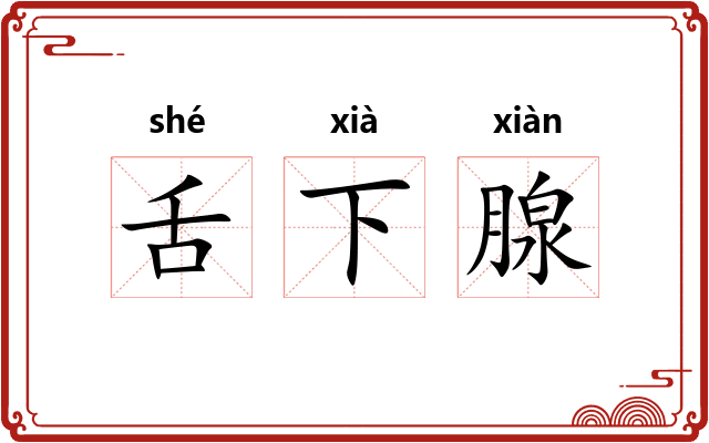 舌下腺 舌下腺