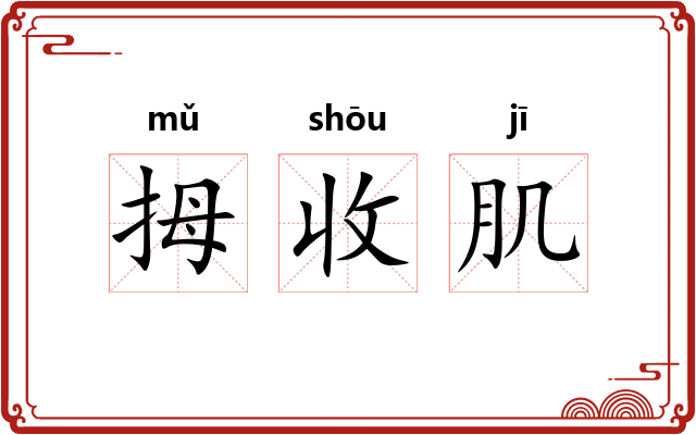 拇收肌