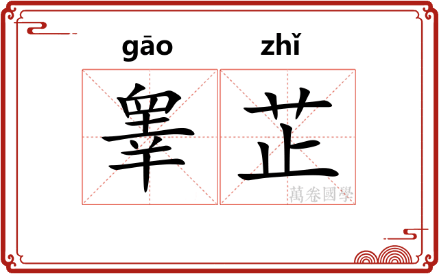 睾芷