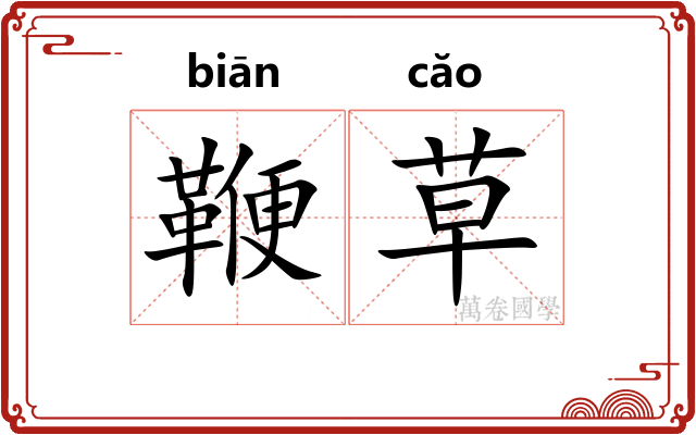 鞭草