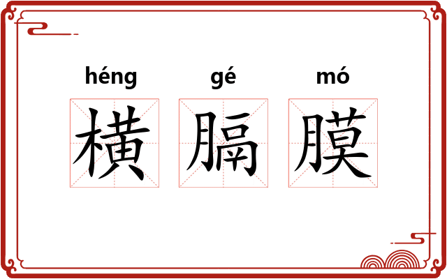 横膈膜