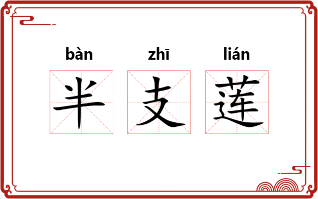 半支莲