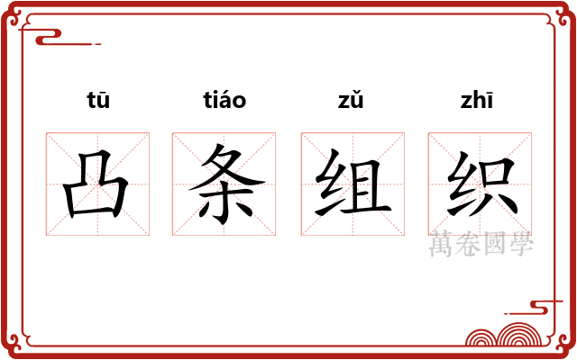 凸条组织