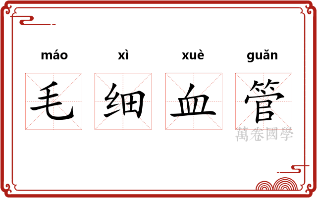 毛细血管 毛细血管