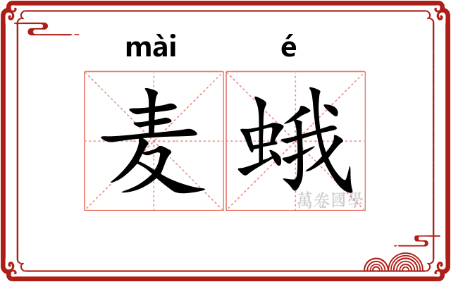 麦蛾