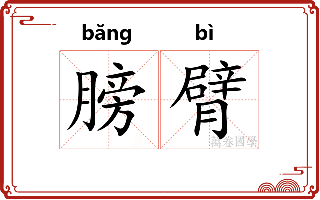 膀臂