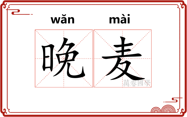 晚麦