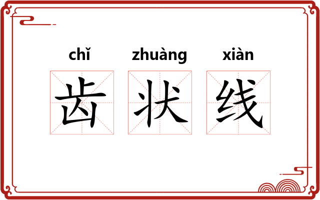 齿状线 齿状线