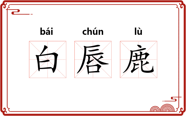 白唇鹿 白唇鹿
