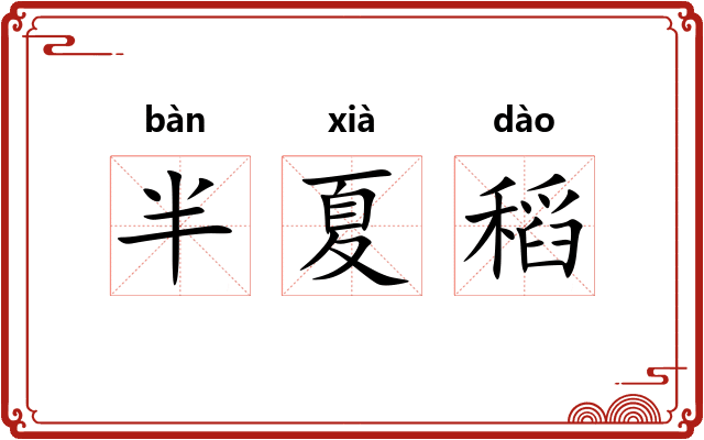 半夏稻