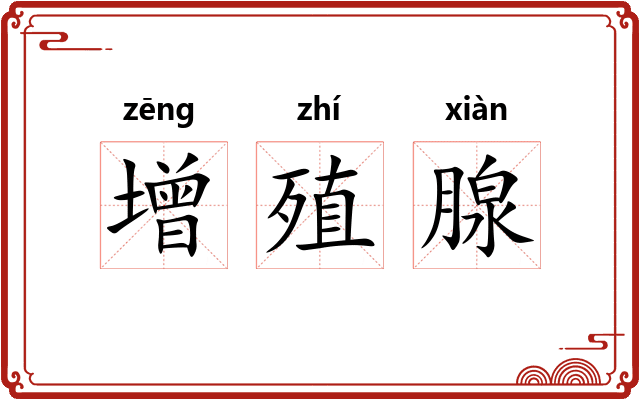 增殖腺