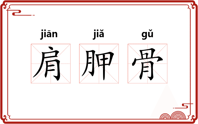 肩胛骨 肩胛骨