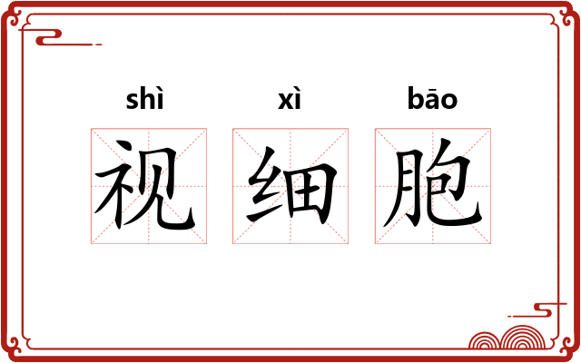 视细胞