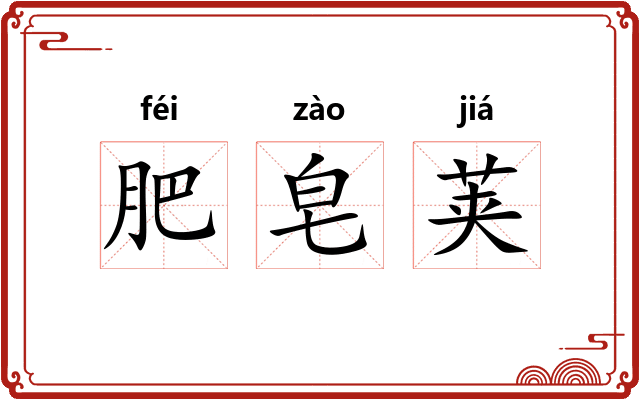 肥皂荚 肥皂荚