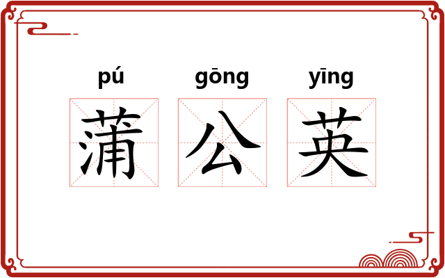 蒲公英