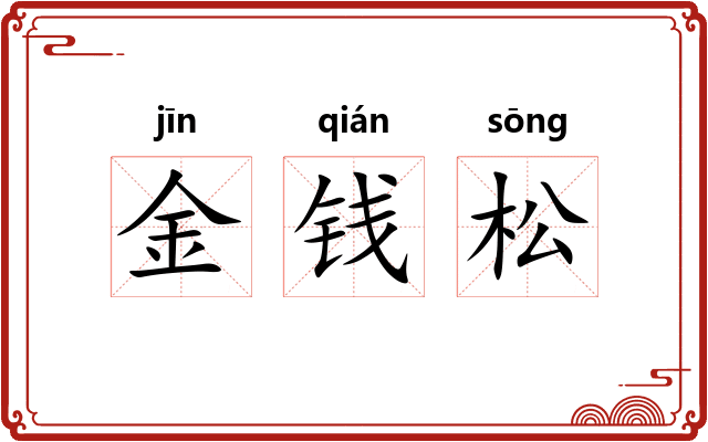 金钱松