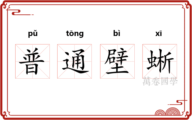 普通壁蜥