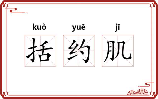 括约肌