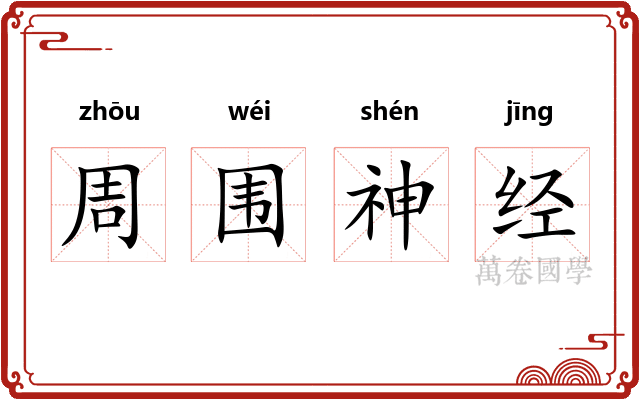 周围神经