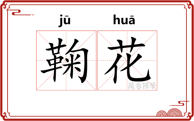 鞠花