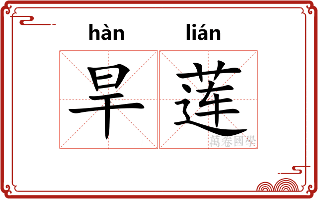 旱莲