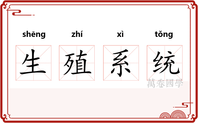 生殖系统