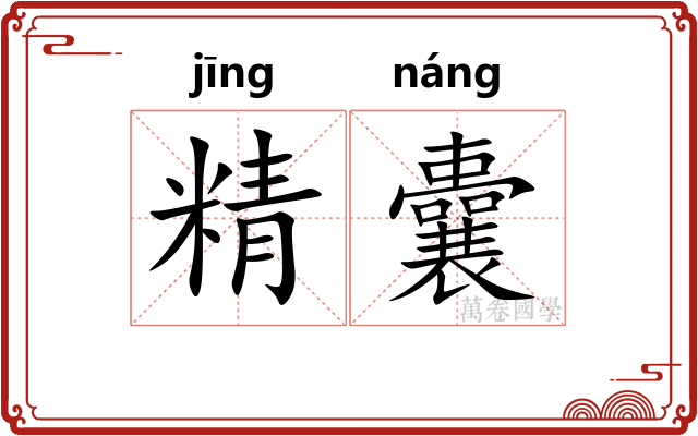 精囊