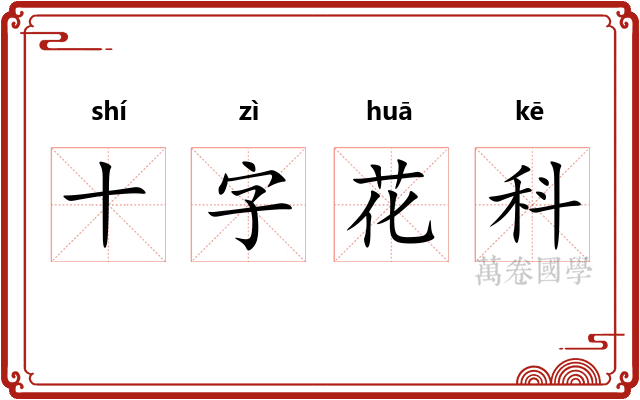十字花科