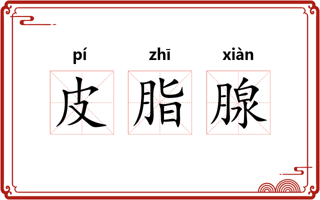 皮脂腺