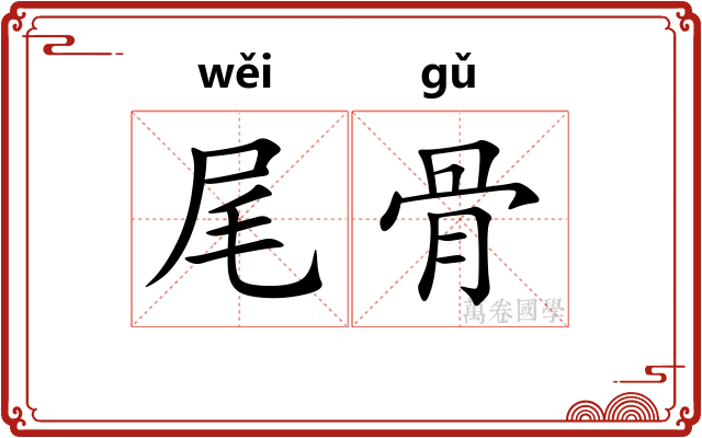尾骨