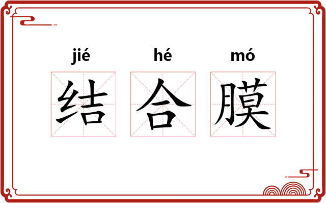 结合膜