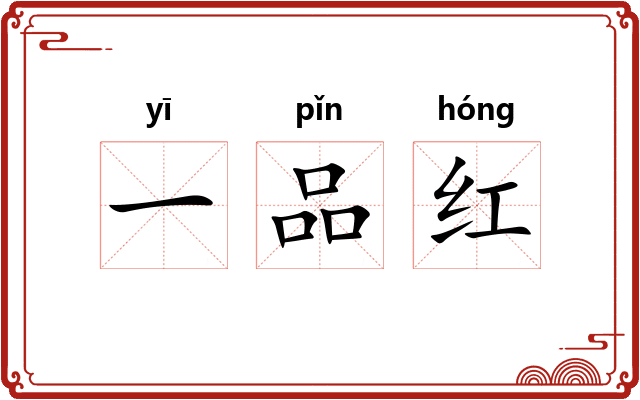 一品红