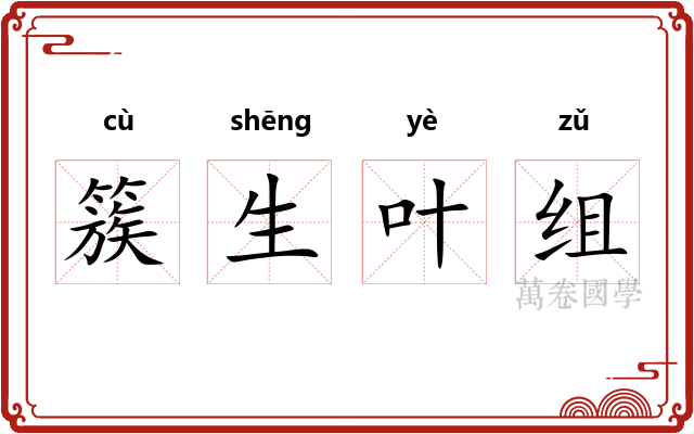 簇生叶组