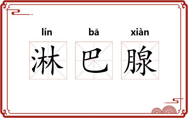 淋巴腺 淋巴腺